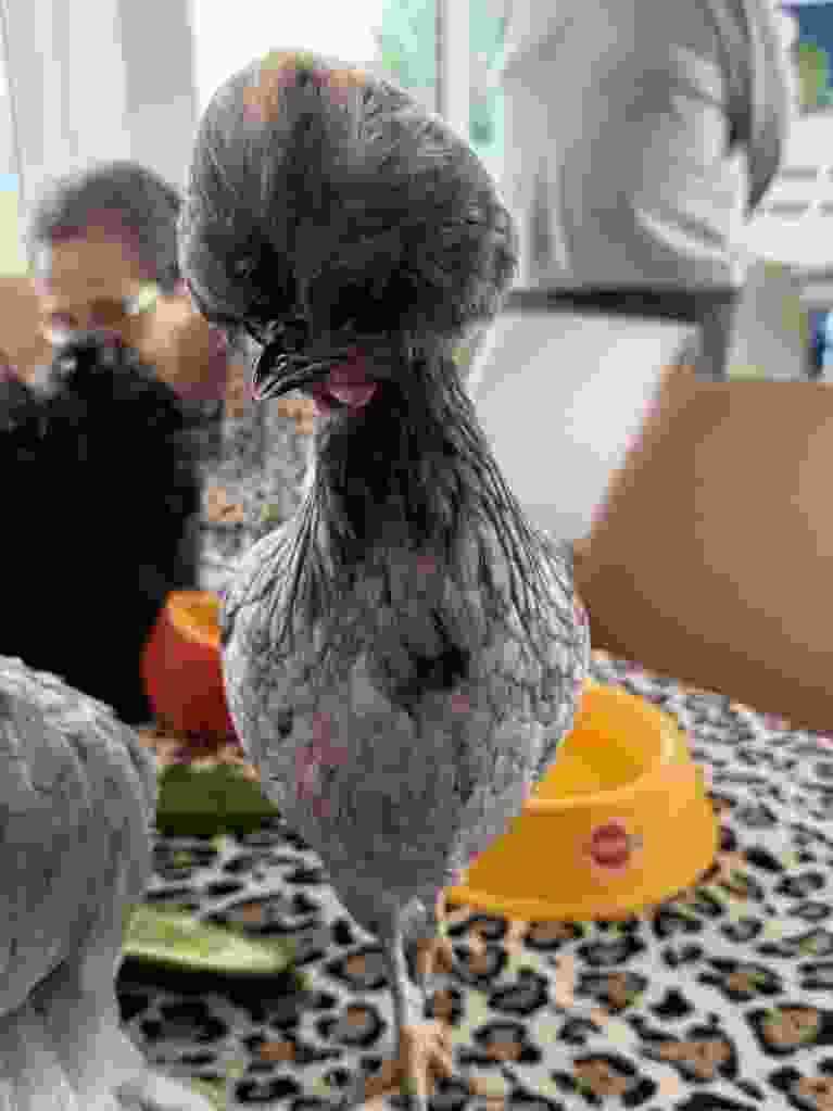 IMG 0346