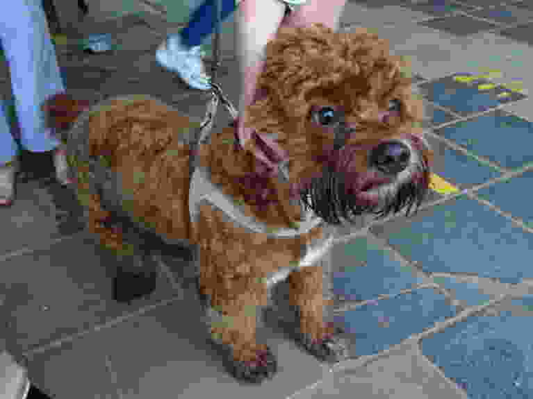 Werelddierendag