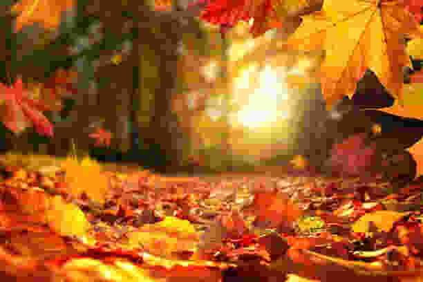 Herfst 2