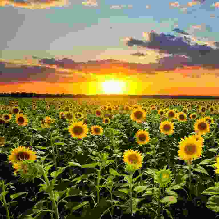 Zonnebloemen