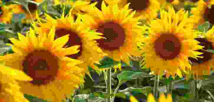 Zonnebloem
