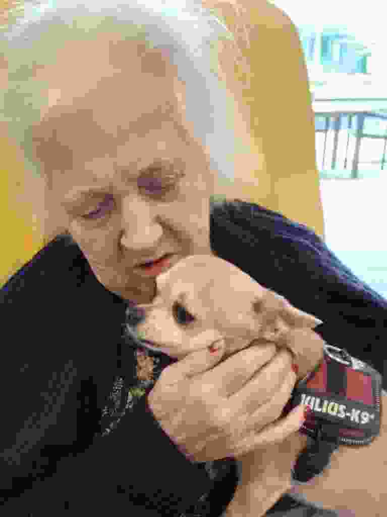 Honden op bezoek
