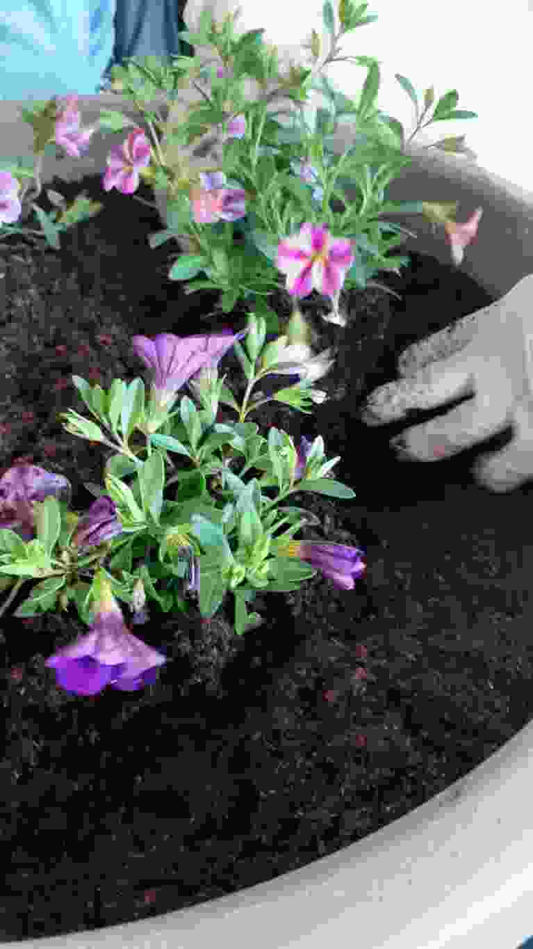 bloemen planten